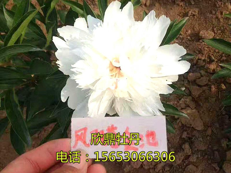 凤羽落金池