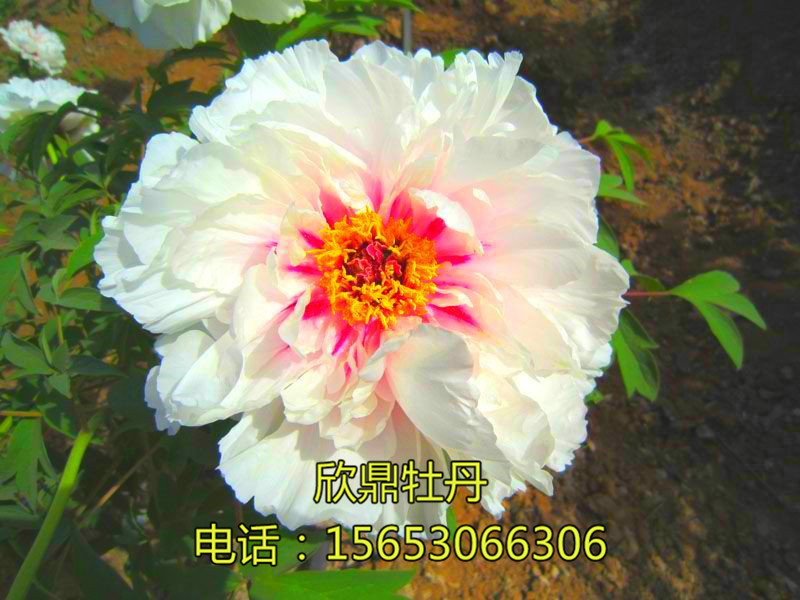 白菊